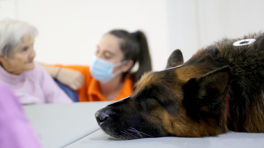 Los Nogales incorpora la Intervención Asistida con Animales a sus programas de terapia ocupacional